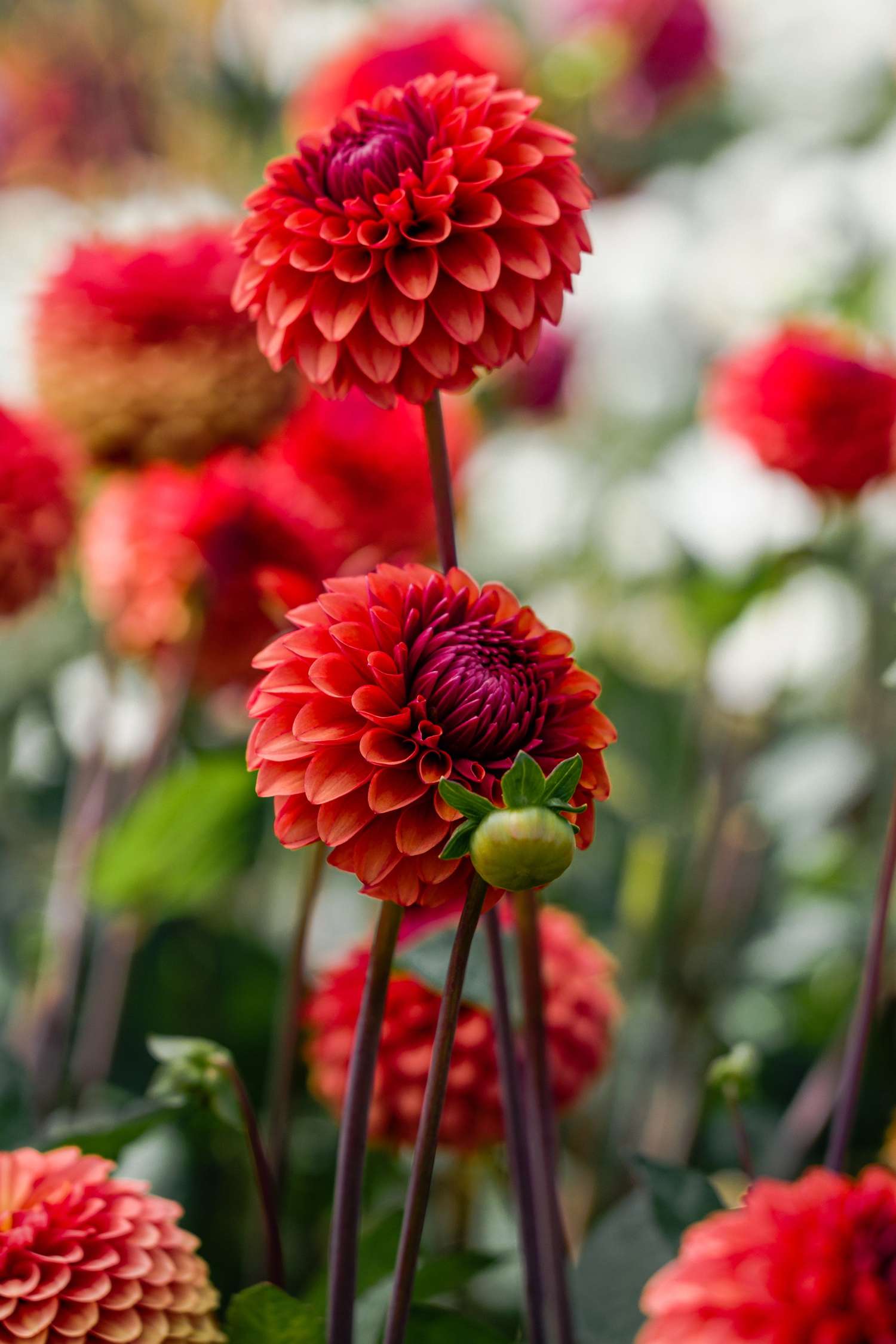 Dahlia 'Brown Sugar'